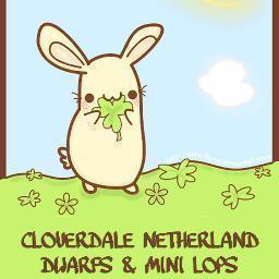 Hobby breeder of Netherland Dwarfs & Mini Lops based in Newcastle, Staffordshire.