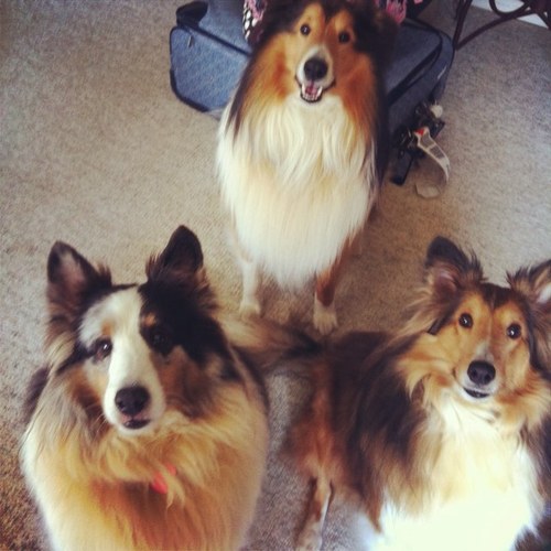 Mom, Wife, Animal lover