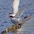 arctictern8