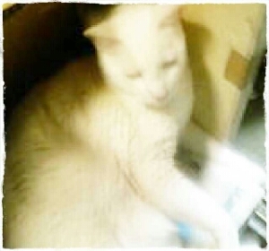 士業10年目の丸白音狐（まるしろねこ）、縮めて丸猫です。身バレ恐くて、名前出せへん。
Godzillaとかアニメとか東方Projectとか艦これとか水曜どうでしょう、最近はVtuberが好きです。
よくVTuberの配信でスパチャ投げてます。

2024年10月2日独立開業しました。