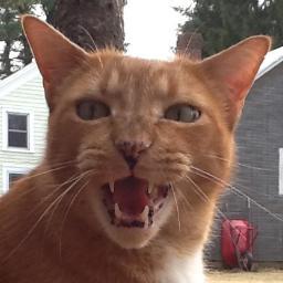 The_Iron_Muffin's profile picture. I’m internet famous for yelling at a bigot on the bus.