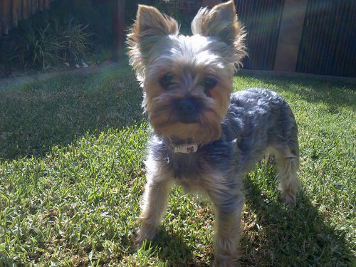 melanieuys7's profile picture. I love my human mom & dad so much...! xxx