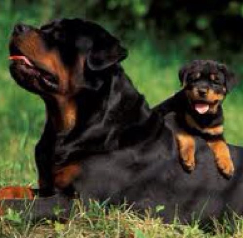 A Pure & Champion Line Rottweiler Puppies 

In KUWAIT ✌