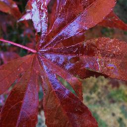 KeesvanHam1's profile picture. redactie http://t.co/LoTUcuUO36