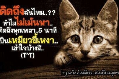 boyom1234's profile picture. นิสัยเอาแต่ใจโกรธง่ายหายช้า
