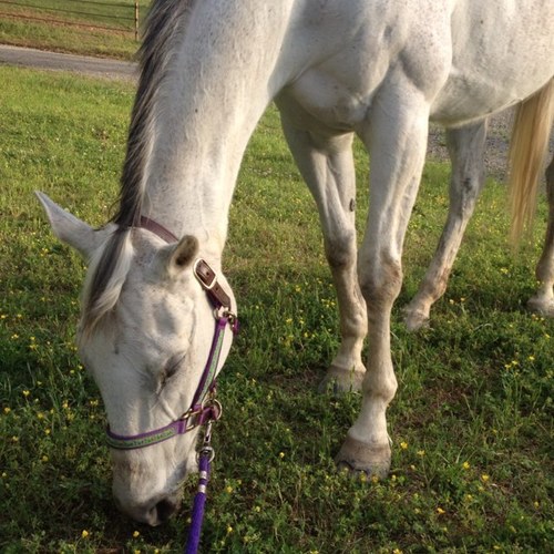 Woring student • my passion is riding horses Back up account- OTTBoffthetrack