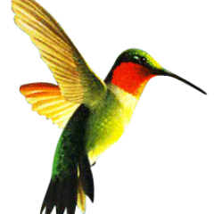 Hay un cúmulo de verdades esenciales q caben en el ala de un colibrí,y son,la clave de la paz pública, la elevación espiritual y la grandeza patria.