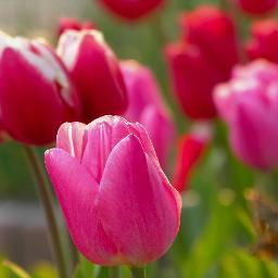 studyguideplate's profile picture. ツイッターで勉強ができたらと思っています！　小さなことから成長を探しています！　いい情報があれば教えてください！　またこちらからも発信させてもらいます！　どうぞ宜しくお願いします！　基本会話はメイン@tannychopper2にて　感謝☆