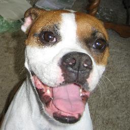 Rescued Boxer who rules. People tell me I'm a handsome dude. There are many more dogs like me waiting for forever homes.