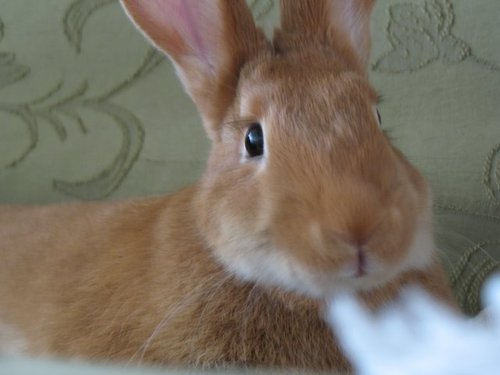I'm a happy house rabbit.  Gimmie all your veggies.  Hop.