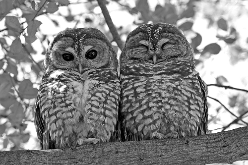 panicat__'s profile picture. amo pizza