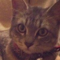 Gudrun Corduroy 🇺🇦🇩🇰🇸🇪🇳🇴🇫🇮🇮🇸 (@gatita_gudrun) 's Twitter Profile Photo