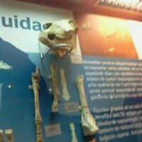 Ali Sefa Akkaş (@orsinoares) Twitter profile photo