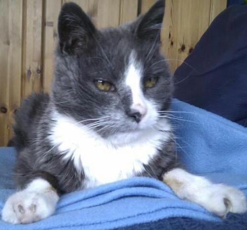 kittyoldcat's profile picture. 19 year old Cheshire cat. Lives with two humans, Gary & Wendy