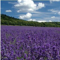 healthylivingYL's profile picture. Kaitlin Cibenko & Nichole coming together to change the world thru #youngliving essential oils at #stocktoncollege. 
#purpose #wellness #abundance #2013
