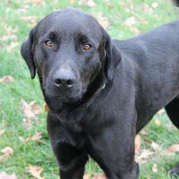 FurEverDogs's profile picture. Incredible dogs needing homes and love after retirement?  FD, PD, EOD K9's that need a home or a couch, LET US KHOW HOW WE CAN HELP!