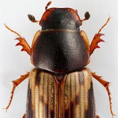 茶 昆虫標本のラベルを作る際の注意点や 具体的な方法を紹介した論文が 九州大学総合研究博物館研究報告から出版されました オープンアクセスです 良かったらぜひご覧ください 柿添翔太郎 丸山宗利 昆虫標本におけるラベルの作り方 Pdf 茶 昆虫標本のラベルを作る際の注意点や 具体的な方法を紹介した論文が 九州大学総合研究博物館研究報告から出版されました オープンアクセスです 良かったらぜひご覧ください 柿添翔太郎 丸山宗利 昆虫標本におけるラベルの作り方 Pdf