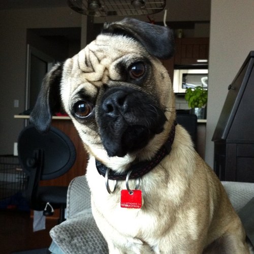 A love of education, chemistry, guitars, vinyl, retro video games, baseball, pugs (in no particular order).
