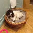 michele langley - @harleyhoundog - Twitter