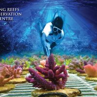 Coral Gardener (@coralgardeners) 's Twitter Profile