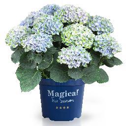 De Magical hortensia is mooi in ieder jaargetijde. Door de bloem die gedurende 't bloeiseizoen van kleur verandert, blijf je van deze tuinplant genieten!