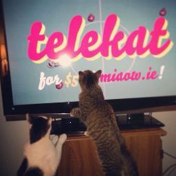 miaowie's profile picture. We love making videos for cats to watch. You can see them on YouTube!  | http://t.co/1IuwVXnpOu | http://t.co/8bqVhzbAVh