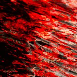 AmorDraco's profile picture. Lover of comedy, nature, photography, music & movies.