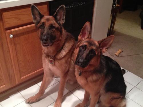 Constitution 1st, Hockey Fanatic, Home Brewer, Beer Drinker, Hop Grower, Chef, Love My German Shepherds, #2A, Not PC, Profanity possible.