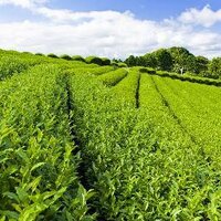 World Tea News (@worldteanews) 's Twitter Profile
