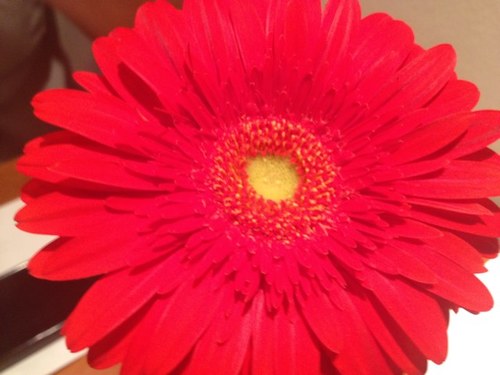 dnmorais's profile picture. 