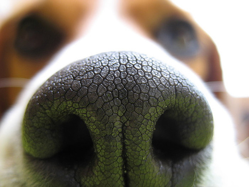 Pittsburgh area canine bed bug detection.  NESDCA certified.  
Like us on Facebook:  http://t.co/67CSJ3z9