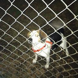 I am Sam aka Lucifer/ Lil Lou/ puppy. I am a beagle. I am 56 years old. That is all.
