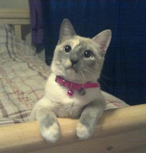 Dr_HelloGidget's profile picture. Diva. Goddess. Cat. Cardinals fan. Vodka lover. Sushi lover. Dog groomer. Cat treat aficionado. Professional sun-spot napper. #VoteBlue #AnyoneButTrump