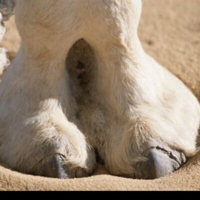 camels hooves