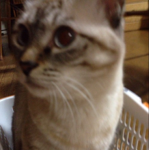 早稲田 法 3D
