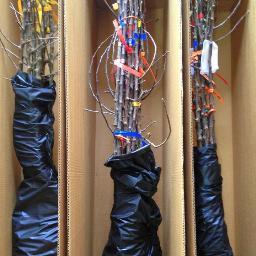 cumminsnursery's profile picture. 400 Varieties of Fruit Trees, Shipped Anywhere in the USA.