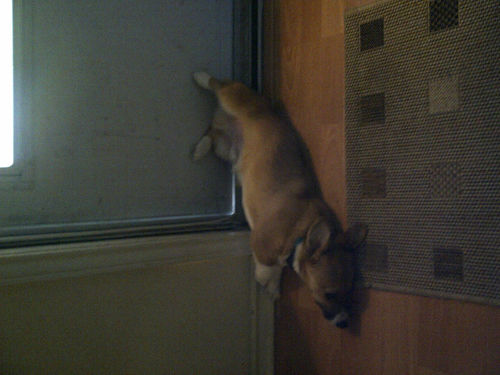 DampCorgi's profile picture. please help me i have been damp for days i think i am developing a mold or fungus or st