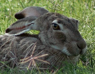 rach_rabbit's profile picture. Just a lady who loves Lagomorphs, Ireland and good music. woot.
