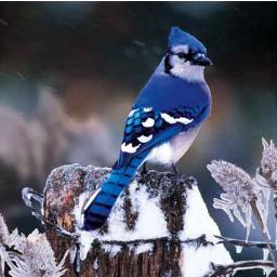 ESATJaybird's profile picture. Not much to say....