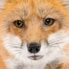 foxpro_mania's profile picture. 