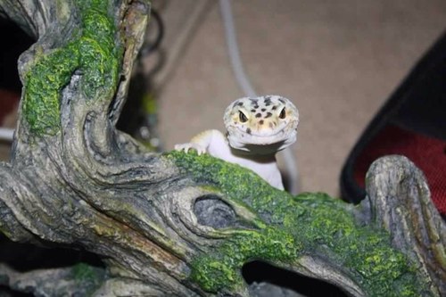 FalconSage's profile picture. 