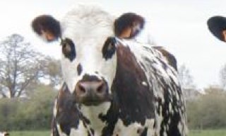 Se eu te seguir, é pq voce é uma vaca!
