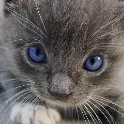 Tienda de articulos para tu mascota/ Clínica Veterinaria/ Estética Canina/ Farmacia Veterinaria/ Venta de Alimento Premium. Con más de 7 años de experiencia.