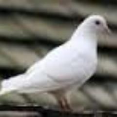 2ESLENG3