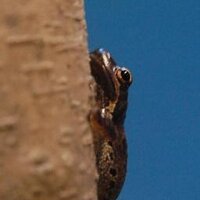 Andre Comandon (@acomandon) 's Twitter Profile