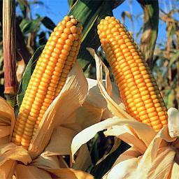 Empresa agropecuaria dedicada al asesoramiento técnico en el norte de La Pampa. Tambien somos productores agropecuarios y criadores de cerdo intensivo a campo