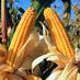 agrolapampa (@agrolapampa) Twitter profile photo agrolapampa (@agrolapampa) Twitter profile photo