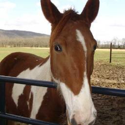 RebekahsHorse's profile picture. Rebekah Brooks' Retired Police Pony. Dead Horse flogging a bad joke.