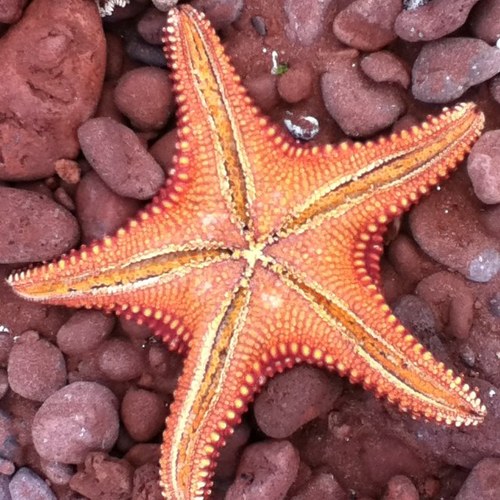 adcharr's profile picture. 