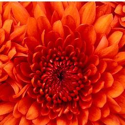 whitypigeon's profile picture. 